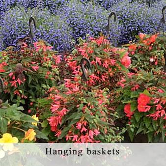 Annuals, perennials, hardy perennials, tulips, hanging baskets and nursery products