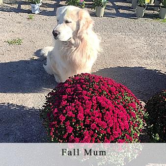 Fall Mum. Nurseries, nursery, garden and plants, planting trees, shrubs, tulips, vegetables, planters, annual, perennial