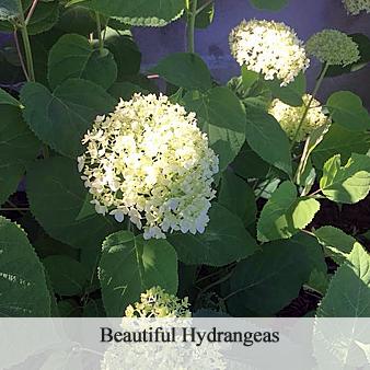 Hydrangeas and annuals for spring, summer or fall.