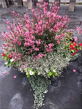 combination of guara, euphorbia, vinca, and dichondra - long blooming mix.