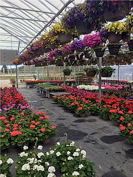 Wide assortment of hanging baskets