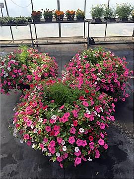 Mixed Vista Petunia planters