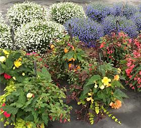 Hanging Baskets for shade